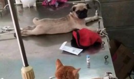 巴哥爆料典藏视频大全下载,揭秘热门事件幕后真相